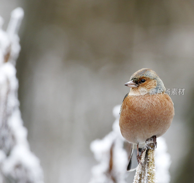 冬天的苍头燕雀(Fringilla coelebs)